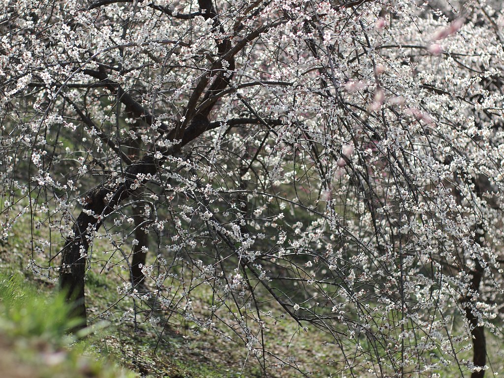 吉野（青梅）の梅郷にて