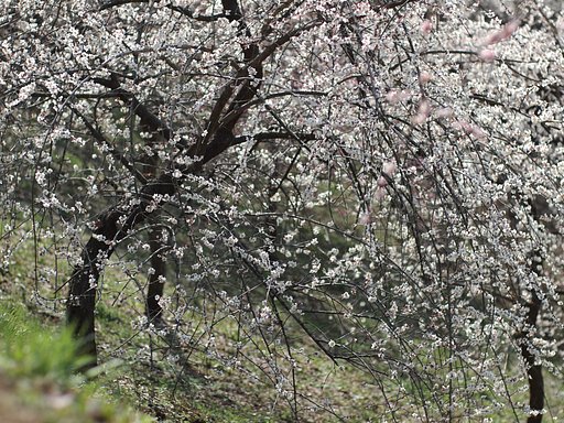吉野（青梅）の梅郷にて