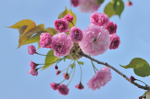 ワインレッドの蕾
