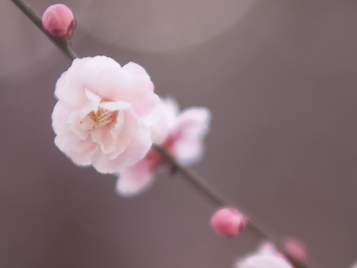 梅郷・ごく淡いピンク