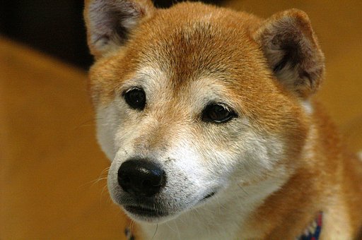 初めてのかいちゅわぁぁぁぁあん