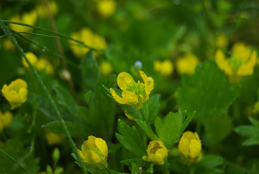 農道脇の雑草、ウマノアシガタ似の花