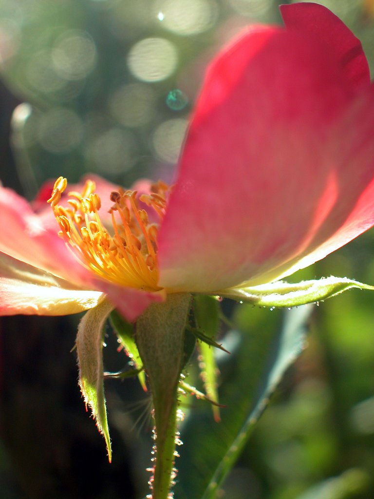 小春薔薇