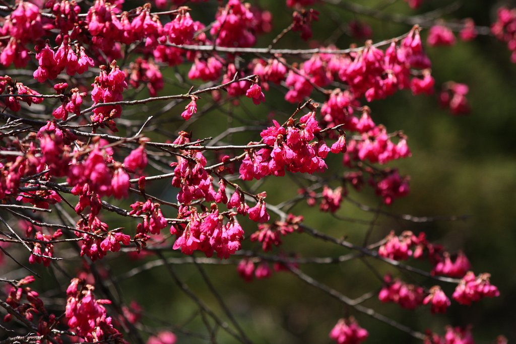 寒緋桜