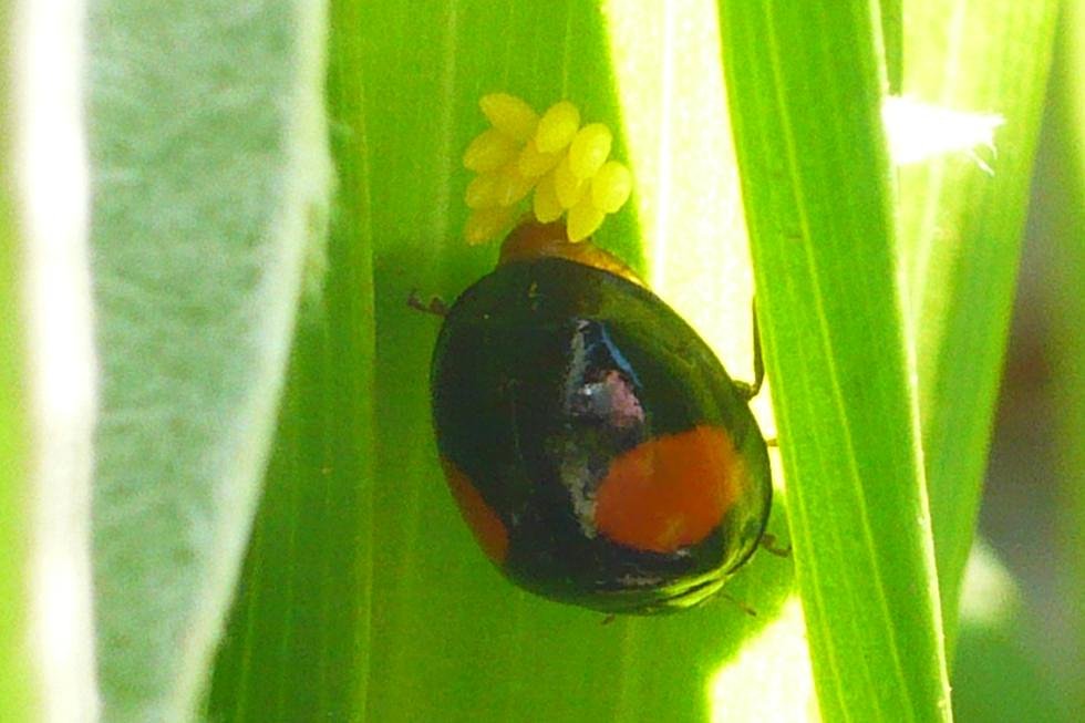 はじめての昆虫板です。
