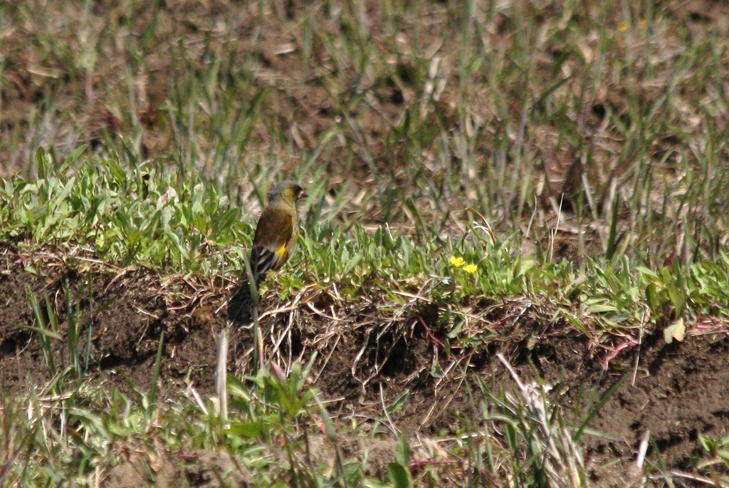 田圃で遊ぶ鳥