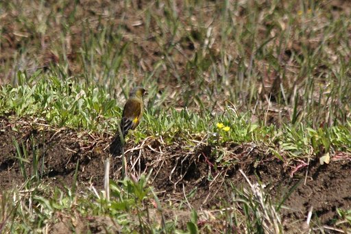 田圃で遊ぶ鳥