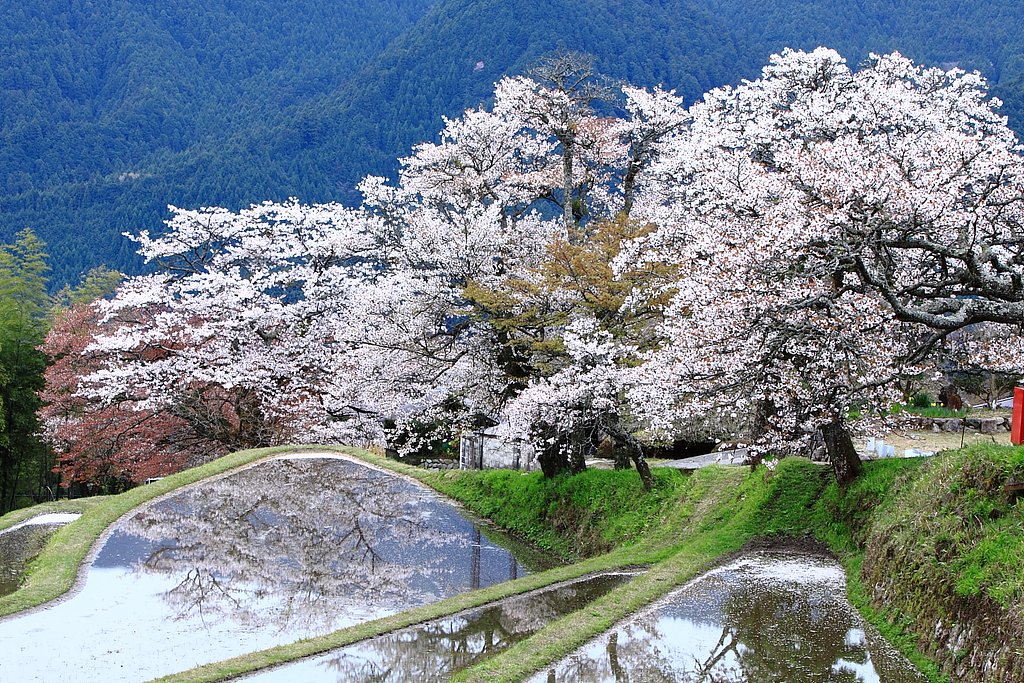 三多気　さ く ら