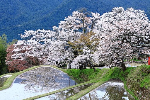 三多気　さ く ら
