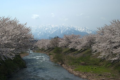 【桜】とともに