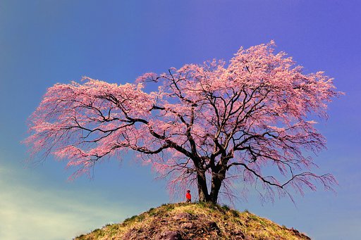 サクラと地蔵尊