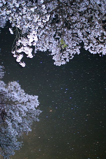 【桜】間蠍座