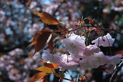 八重の季節・・・