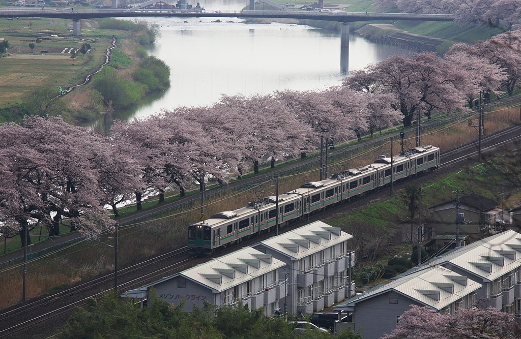 【桜】並木を行く