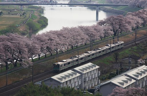 【桜】並木を行く