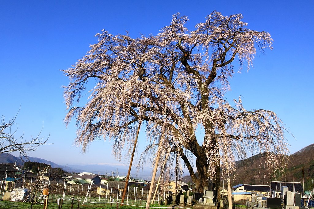 横道のしだれ桜
