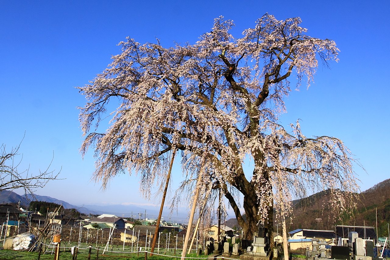 横道のしだれ桜
