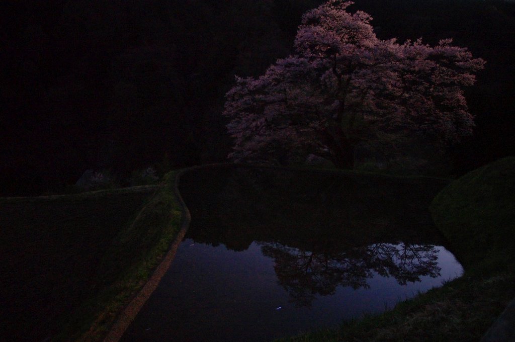 月光駒つなぎの【桜】