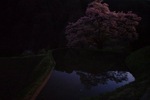 月光駒つなぎの【桜】