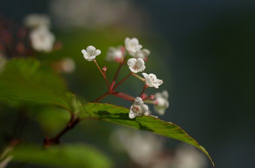 深窓の佳人（２）