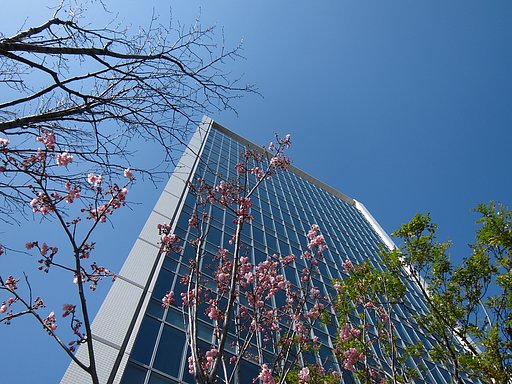 東京開花宣言