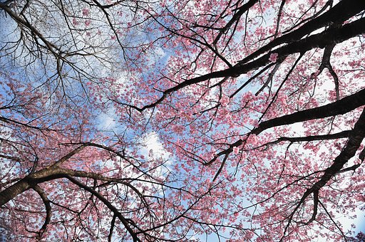 東京の桜