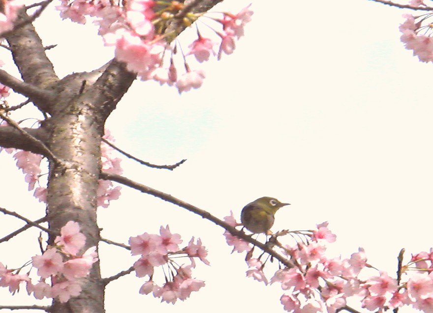 メジロの撮影その２