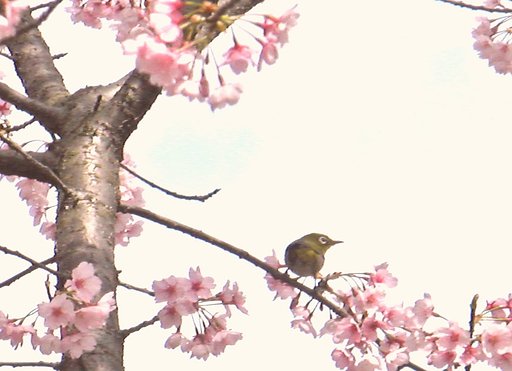 メジロの撮影その２