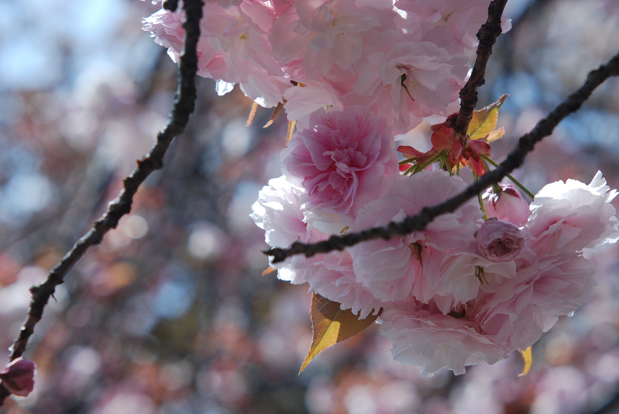 P.Angenieux 90mmF1.8