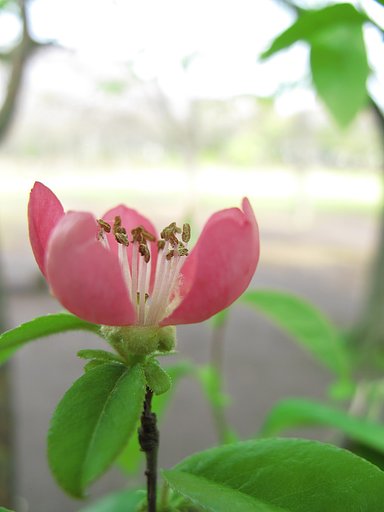 カリンの花