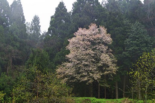 大雨の中の遅咲き山【桜】