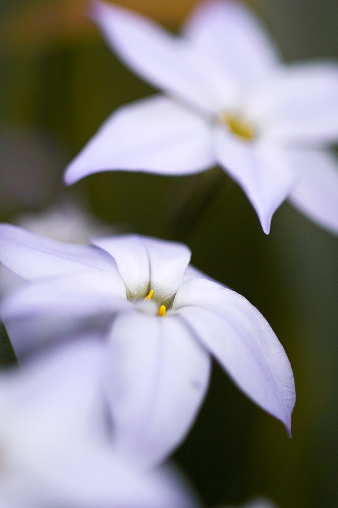 花の季節