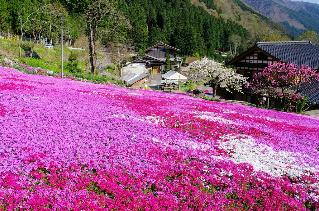 国田さんちの芝【桜】