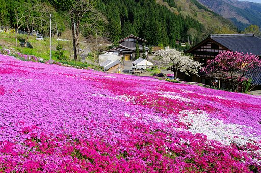 国田さんちの芝【桜】