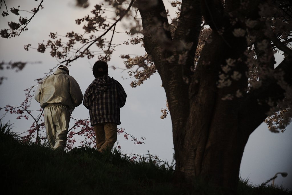 【桜】散歩