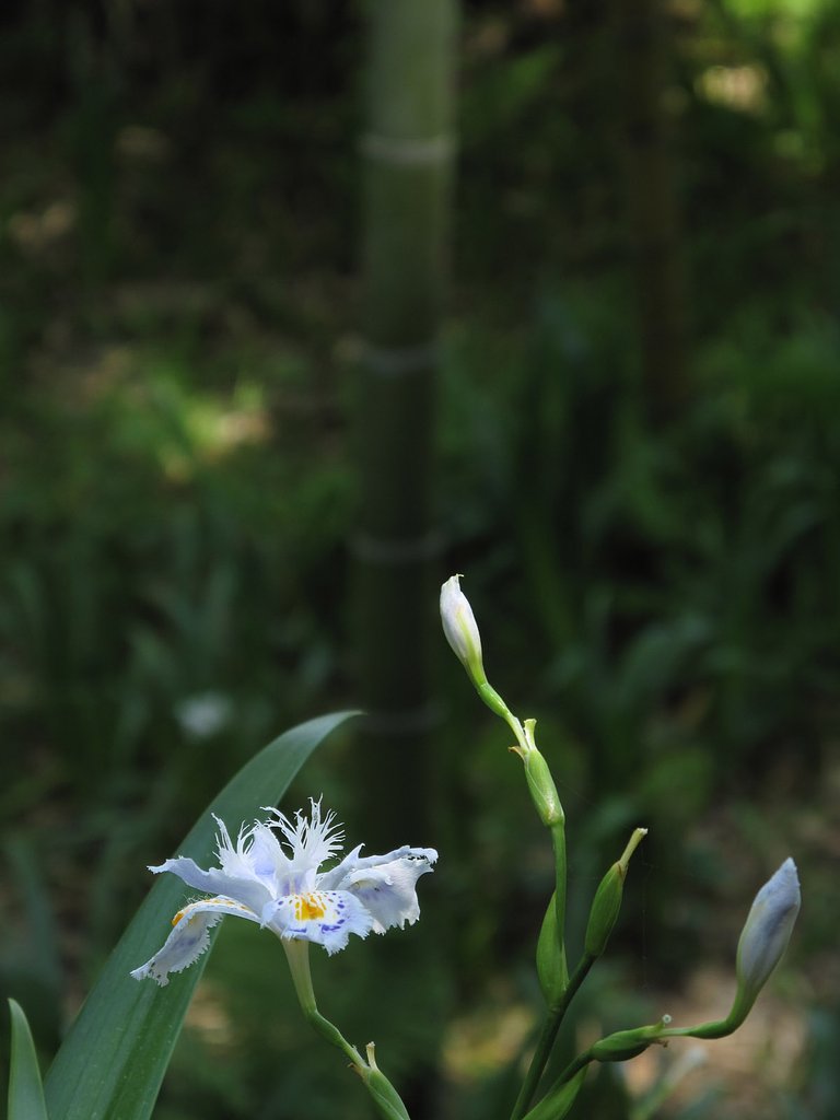 竹林の花