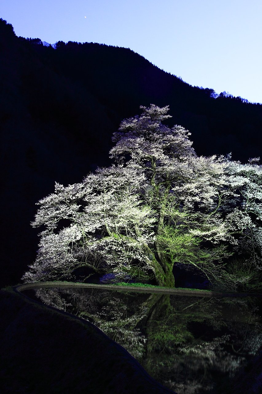 駒つなぎの桜−Ⅱ