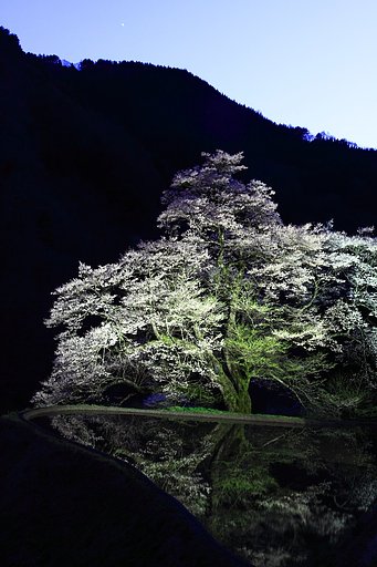 駒つなぎの桜−Ⅱ