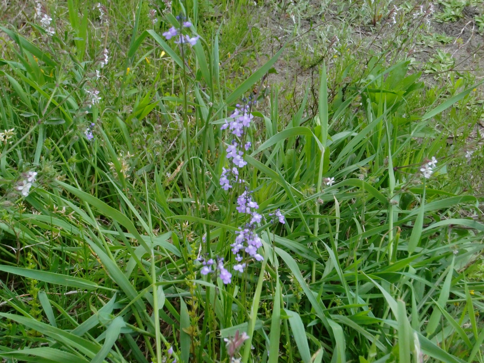 今年も咲いた「マツバウンラン」