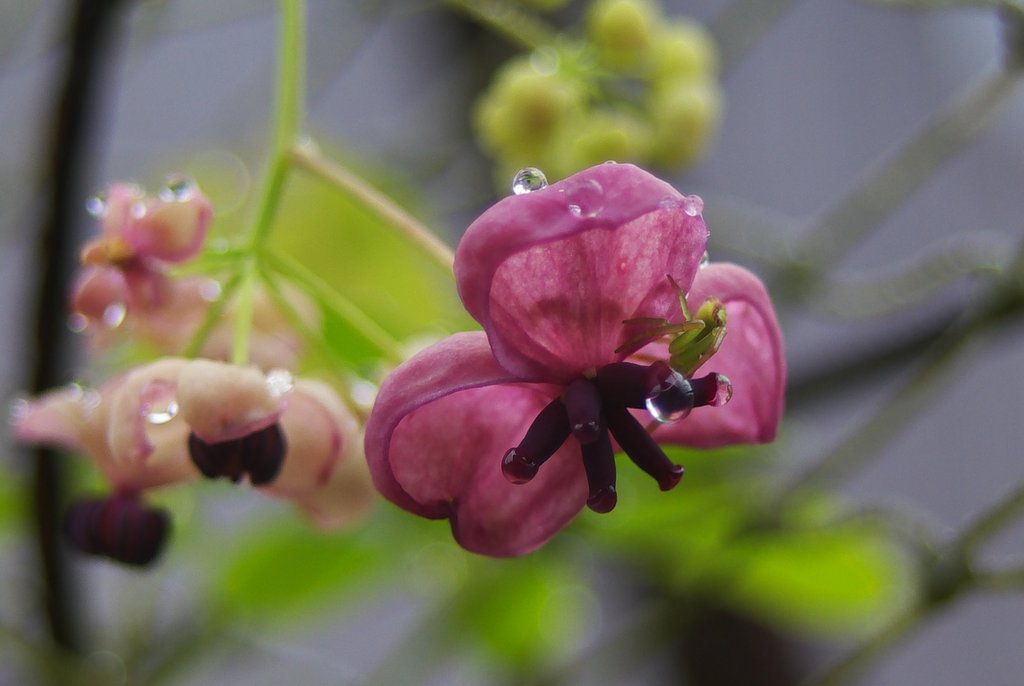 アケビの雌花に止まってる蜘蛛