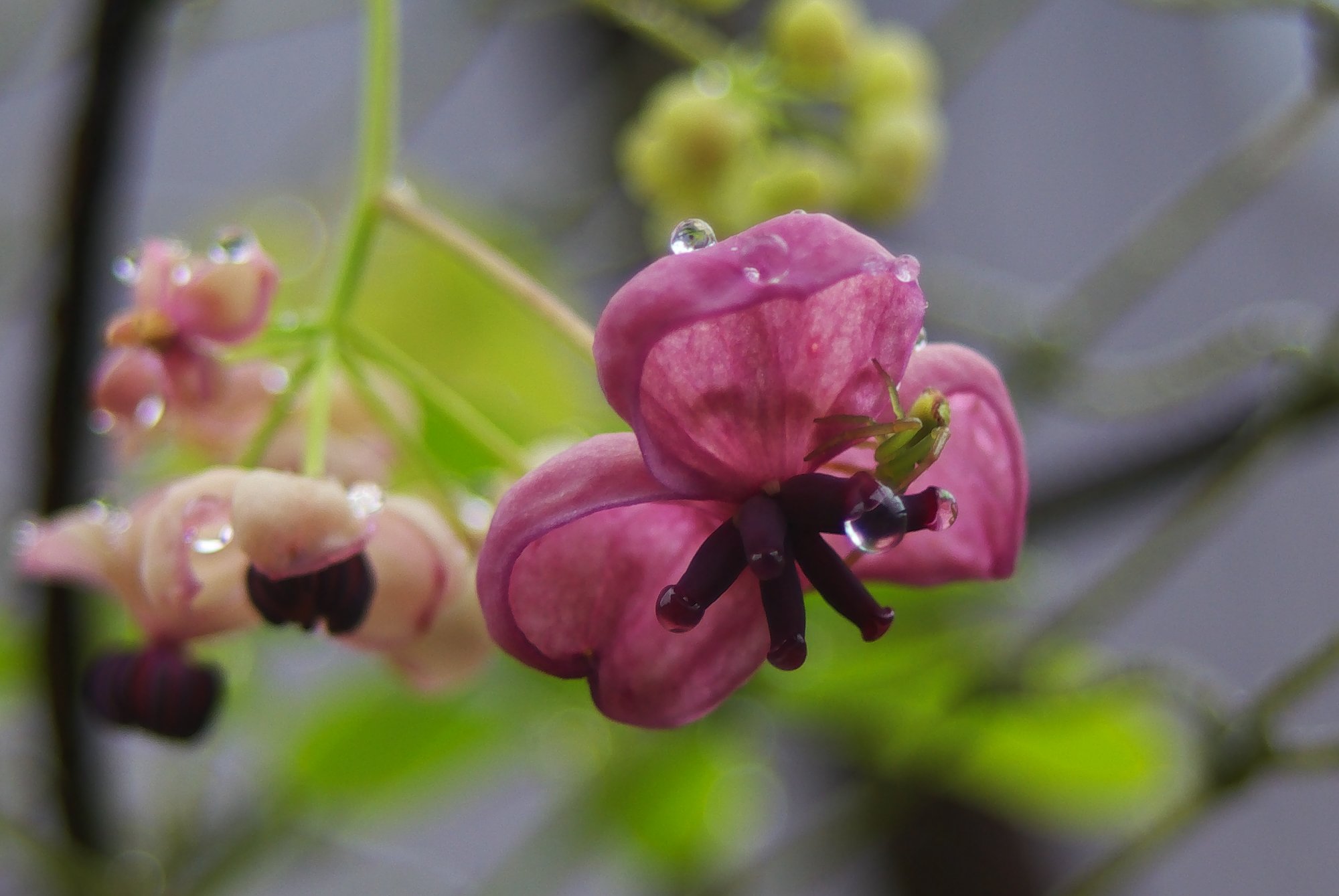 アケビの雌花に止まってる蜘蛛