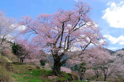 【桜】下呂市にて