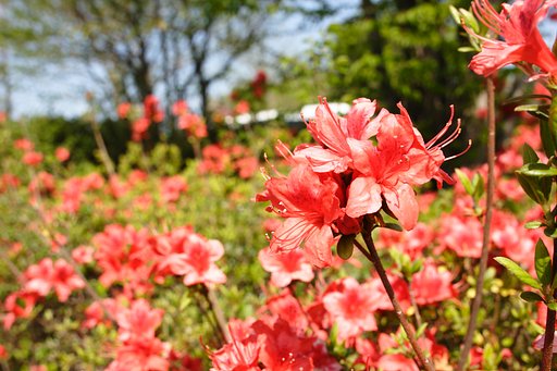 駐車場付近の花