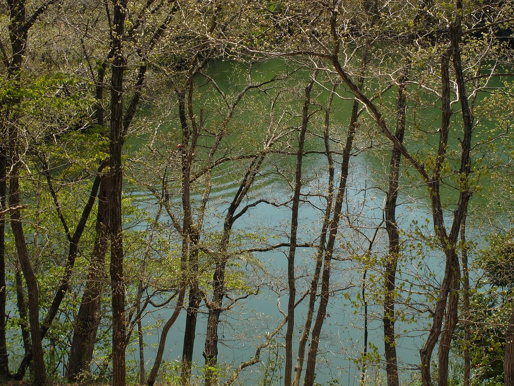 池の畔