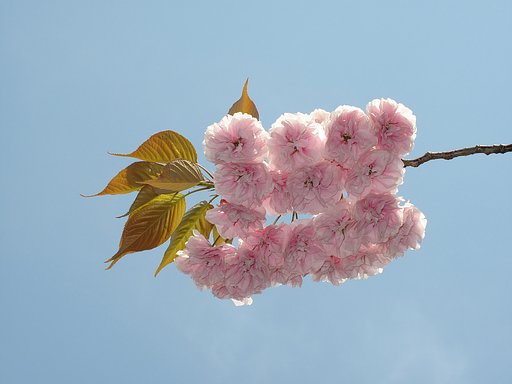 八重桜