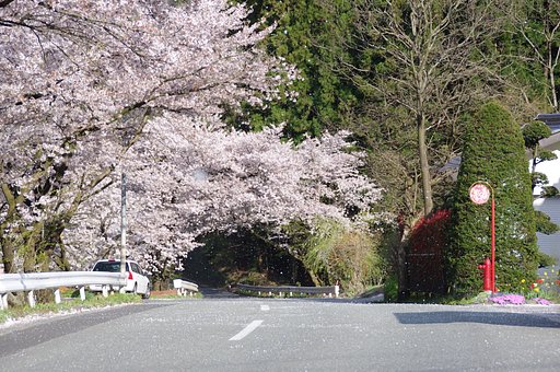 戸隠の桜