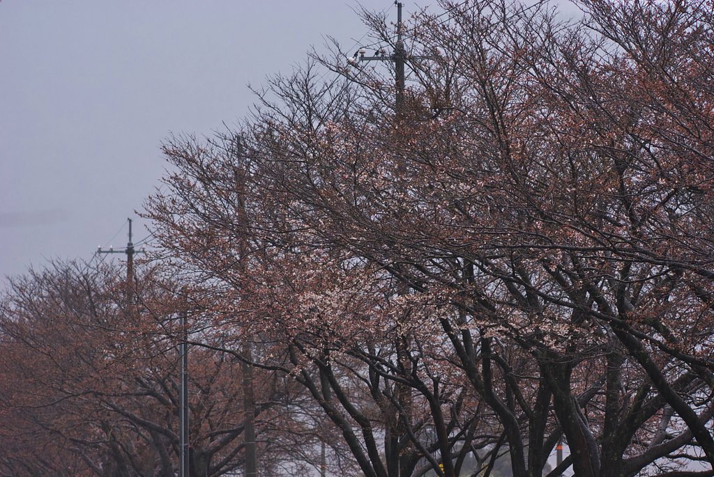 JR大岩駅と国道九号の間の桜-1
