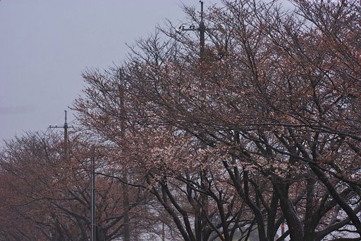 JR大岩駅と国道九号の間の桜-1