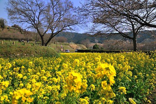 明日香村（奈良県）