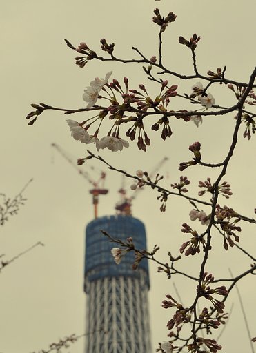 隅田川沿の桜